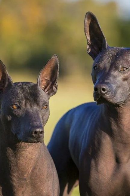Мексиканская голая собака (ксолоитцкуинтли)