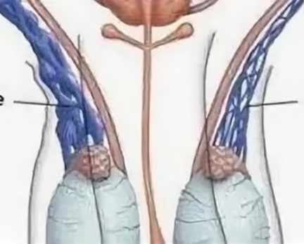Современная ультразвуковая диагностика: обзор УЗИ брюшной полости и сердца в Минске